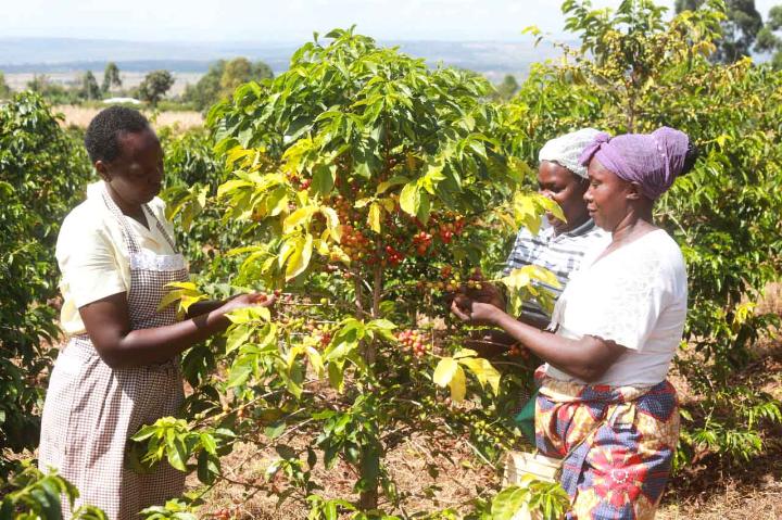 African Kahawa Blend