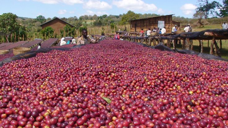 Single Origin Favorites Sample Pack