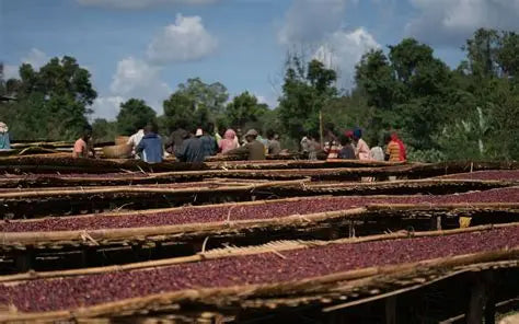 African Espresso