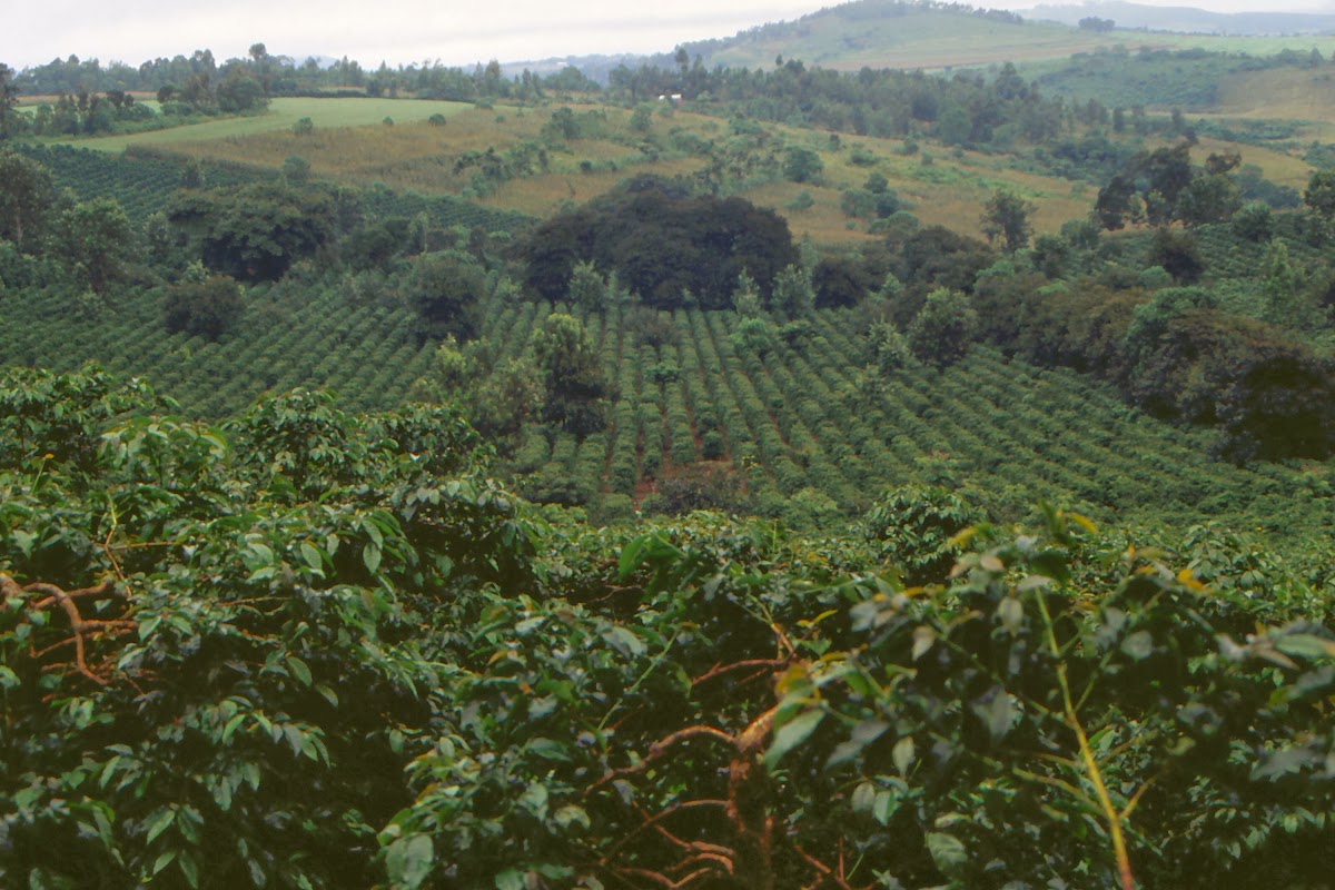 African Espresso